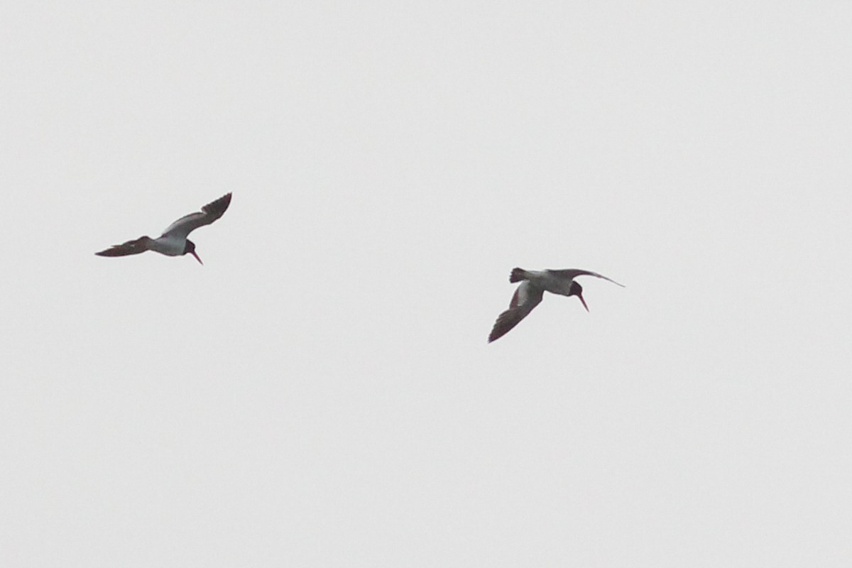 American Oystercatcher - ML602467471