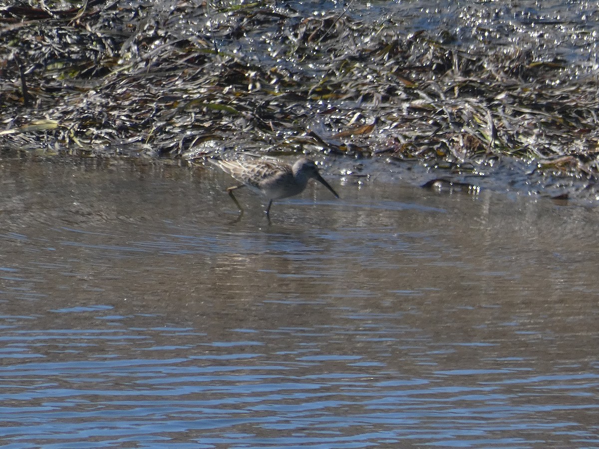 Stilt Sandpiper - ML602468551