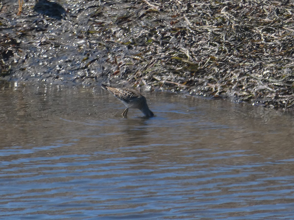 Stilt Sandpiper - ML602468561