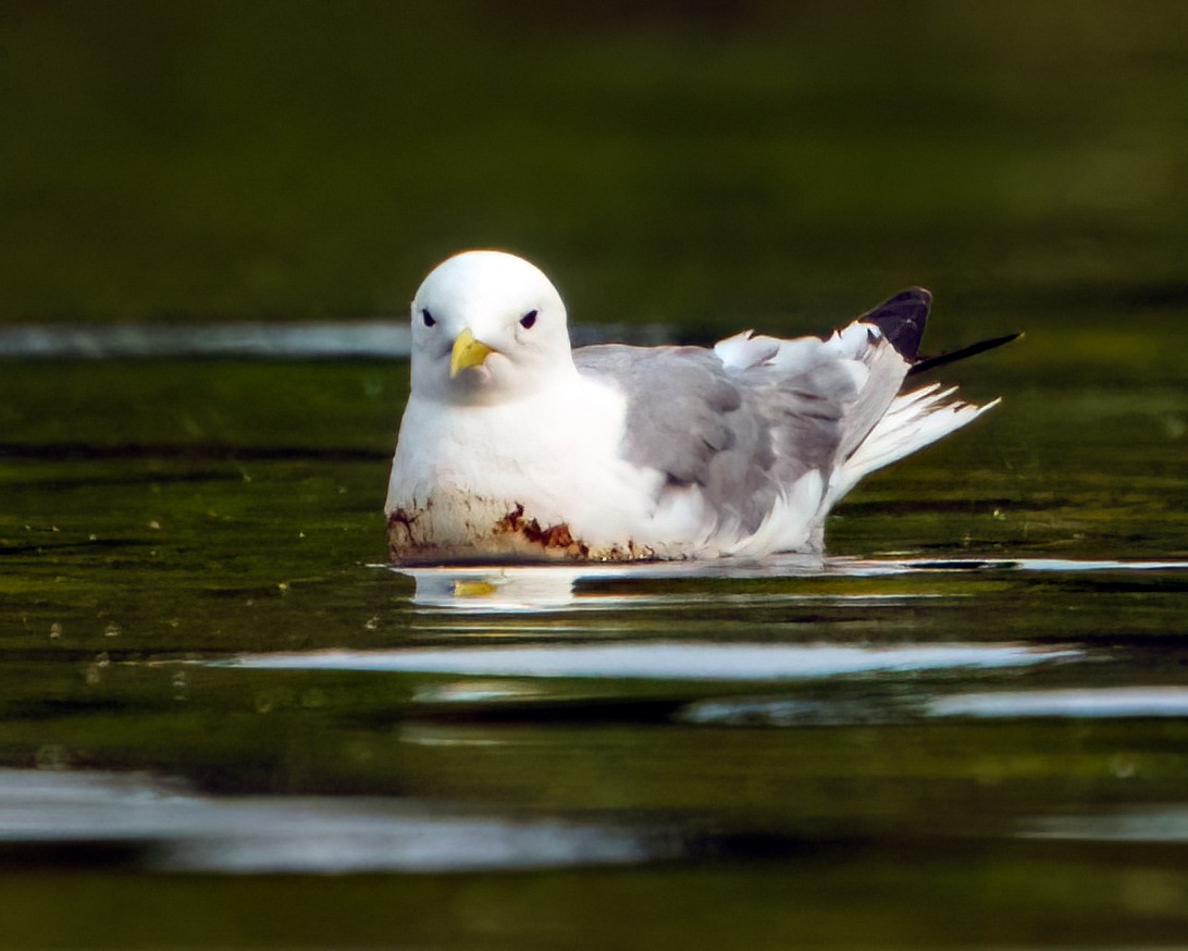 Mouette tridactyle - ML602470851