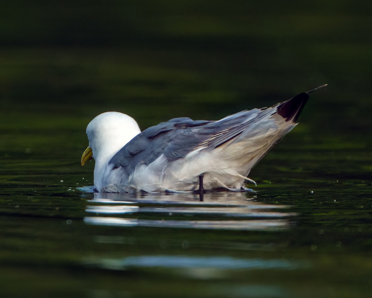 Mouette tridactyle - ML602471191