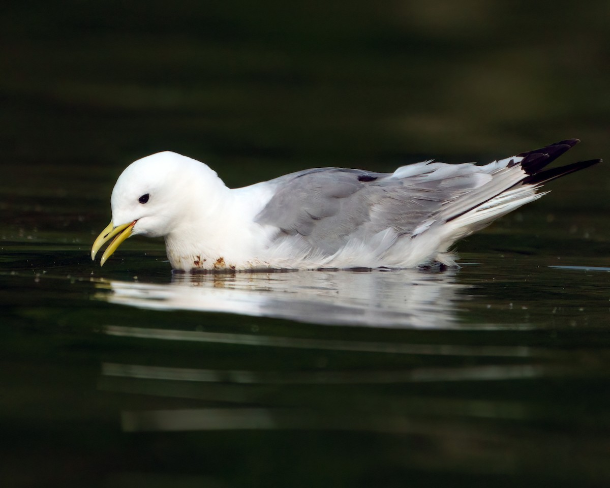 Mouette tridactyle - ML602471321