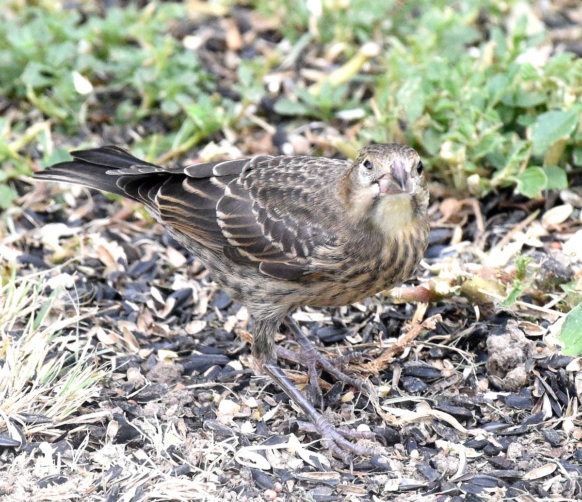 Brown-headed Cowbird - ML602471701