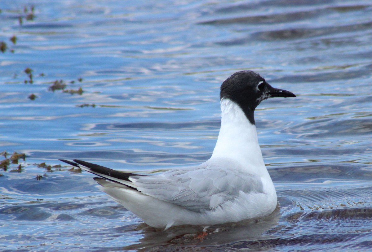 Bonaparte's Gull - ML602472591