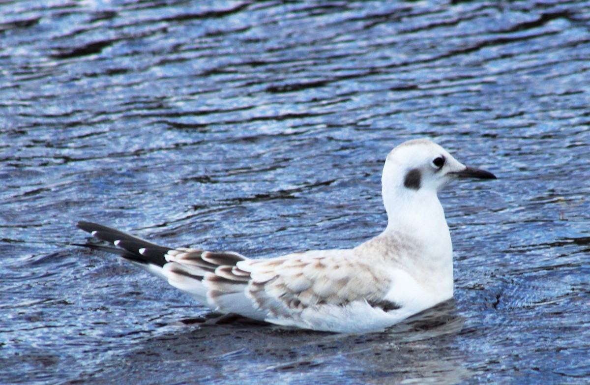 Bonaparte's Gull - Paul Oehrlein