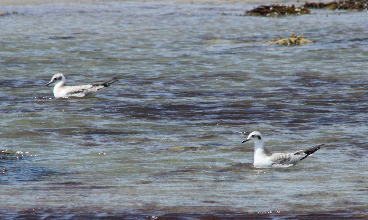 Mouette de Bonaparte - ML602472611