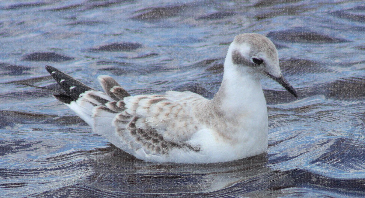 Bonaparte's Gull - ML602472621