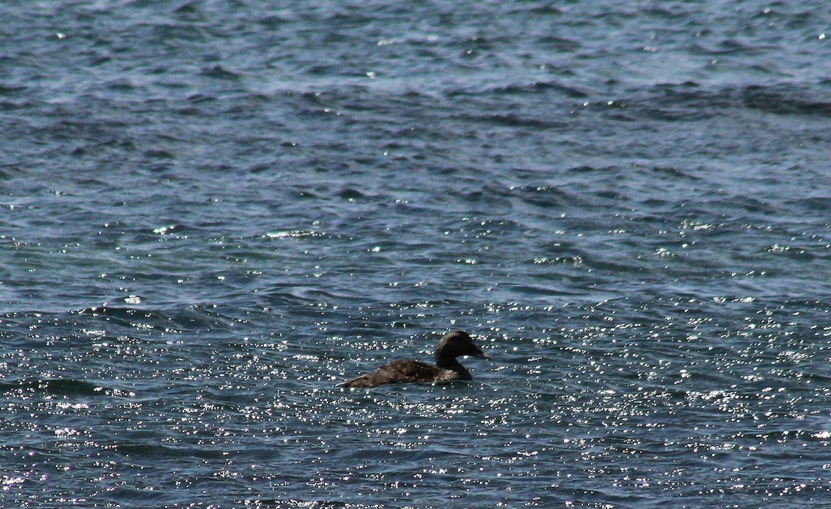 Common Eider - Paul Oehrlein