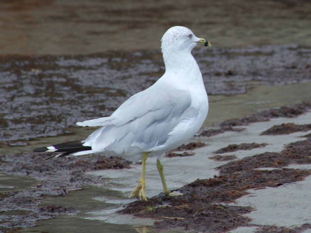 Ring-billed Gull - ML602472931