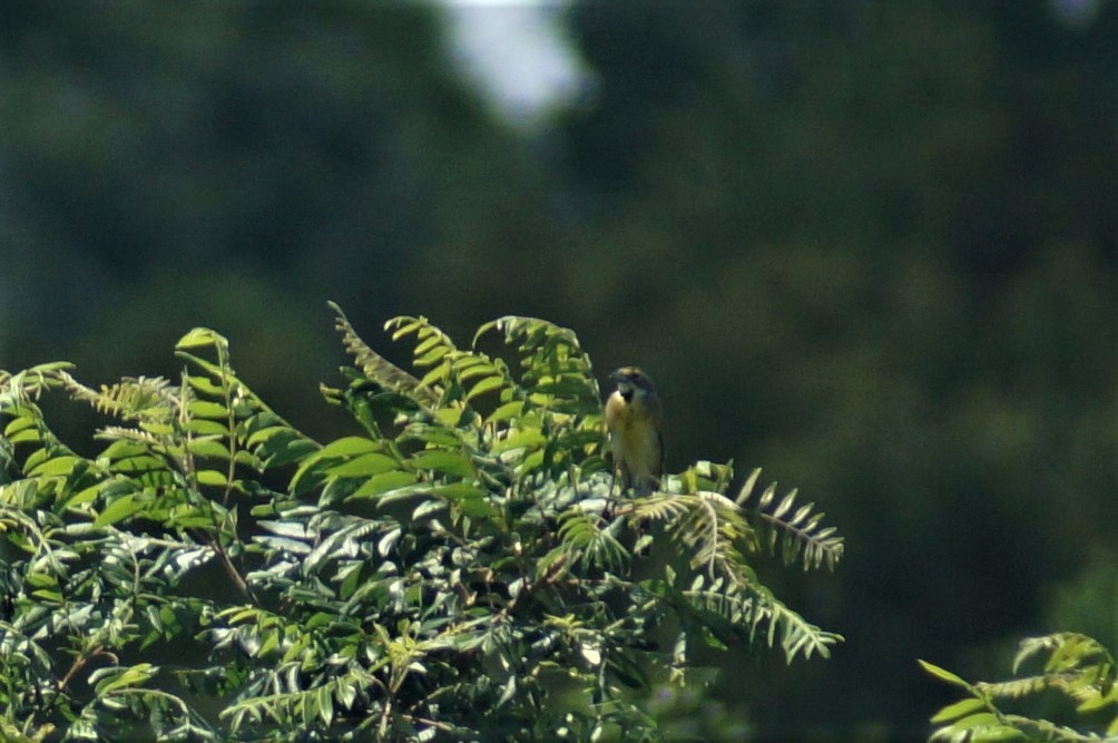 Dickcissel - ML60247381