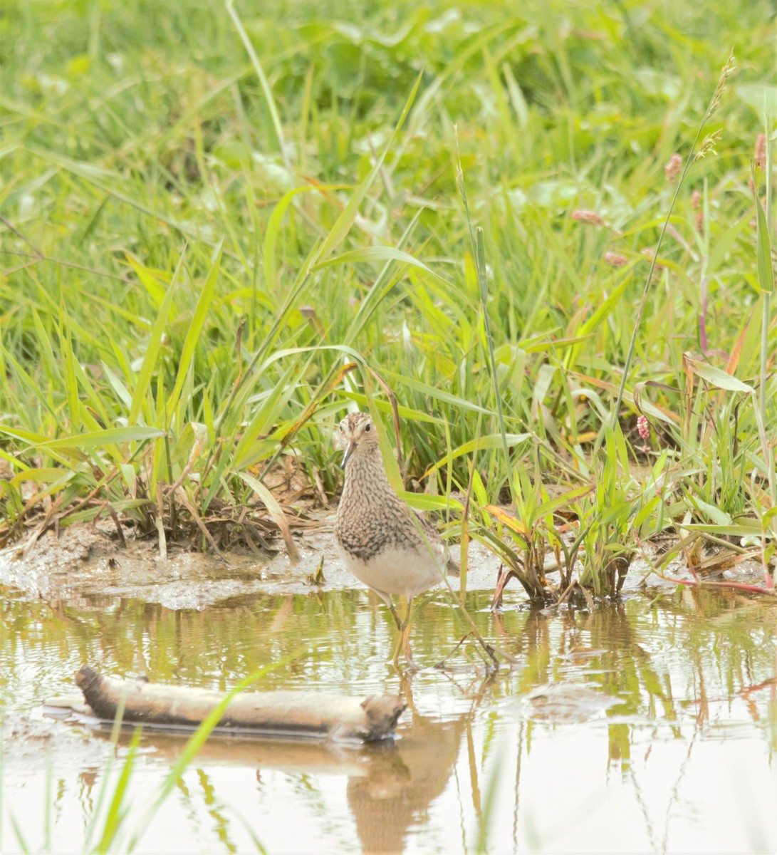 Pectoral Sandpiper - ML602473931