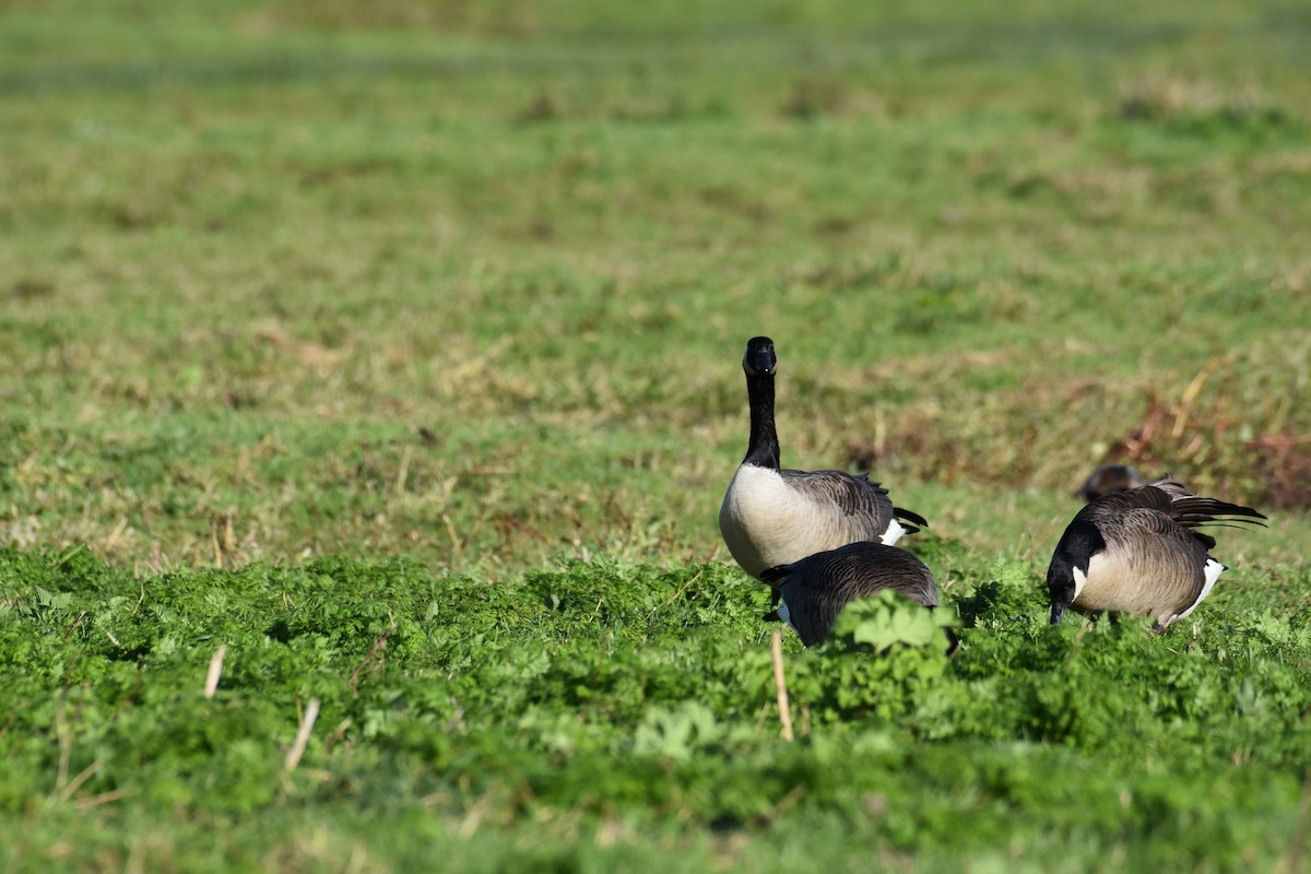 Canada Goose - ML602475921