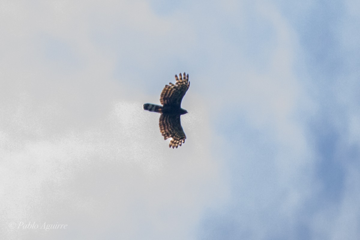 Black Hawk-Eagle - Juan Pablo Aguirre Gutierrez