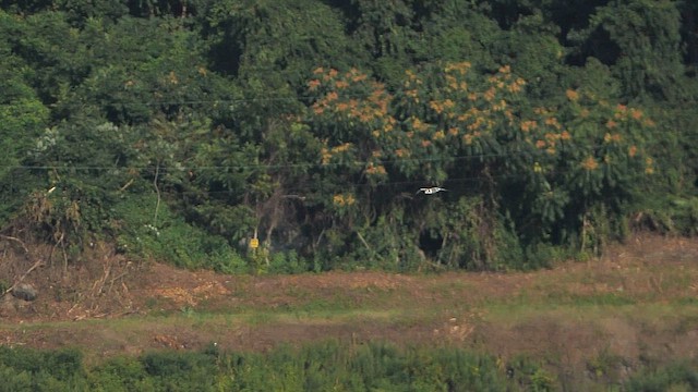 Gaviota de Bonaparte - ML602478681