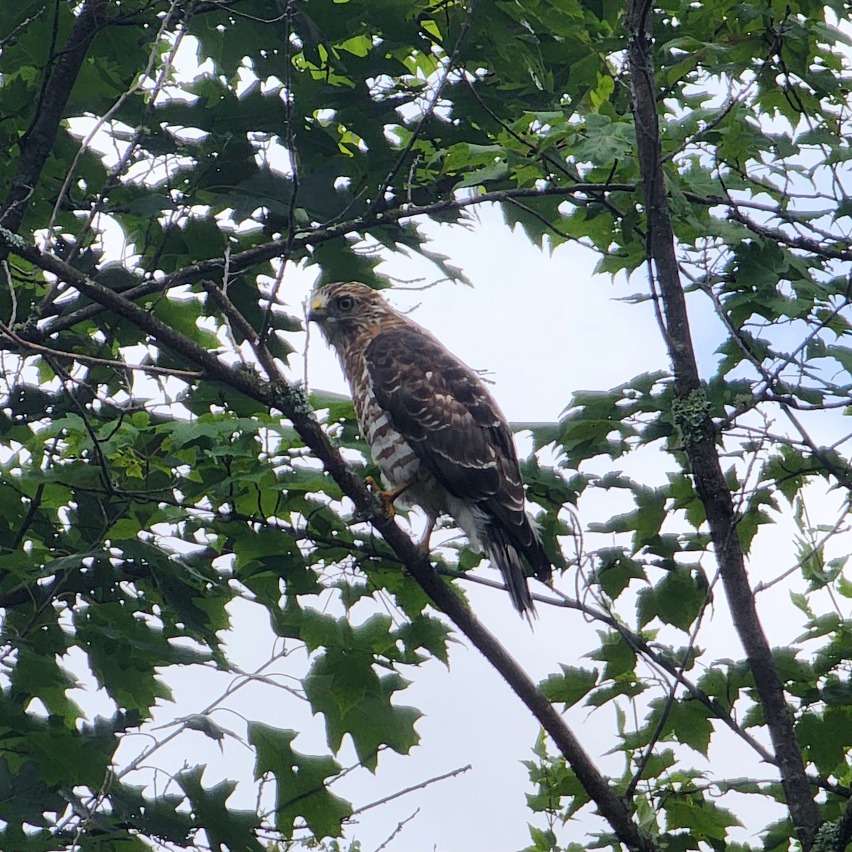 Broad-winged Hawk - ML602479261