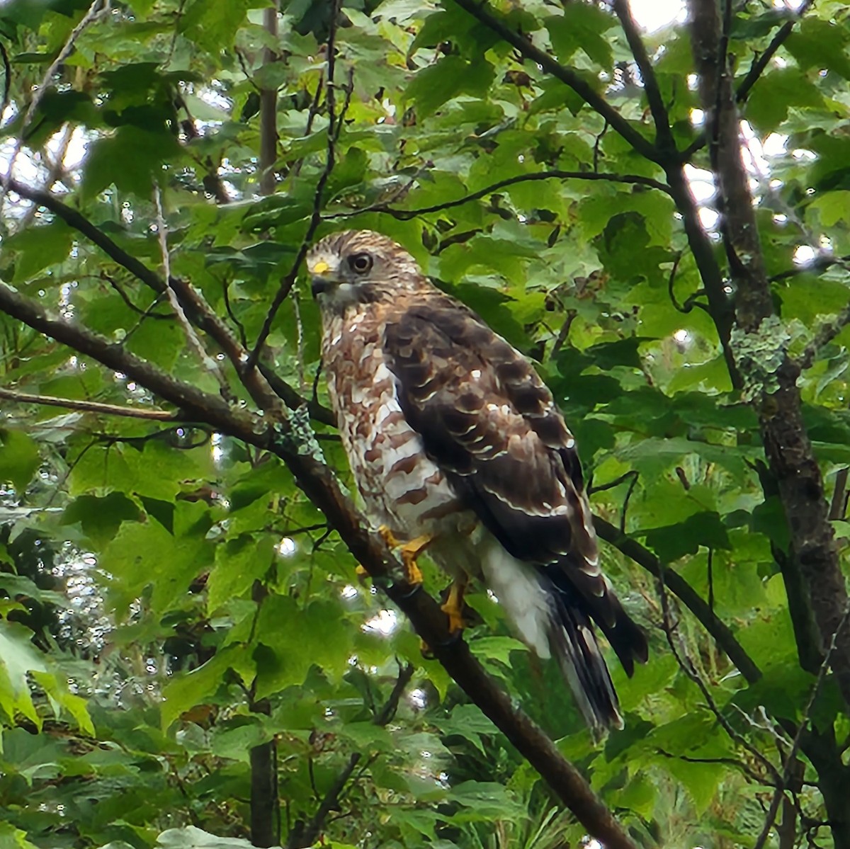 Broad-winged Hawk - ML602479271