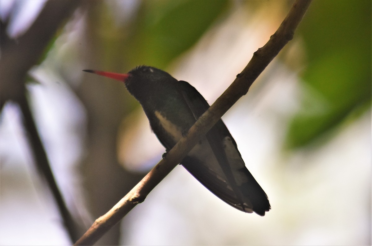 kolibřík Humboldtův - ML602481601