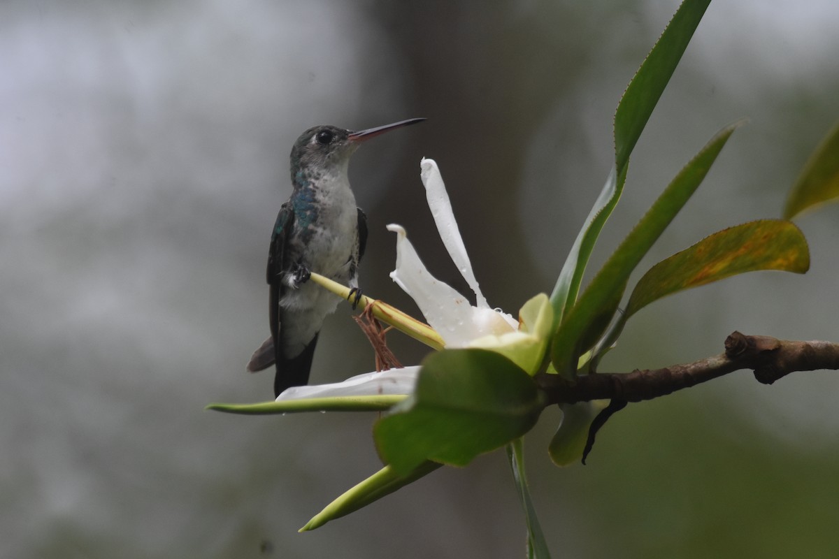 kolibřík Humboldtův - ML602481611
