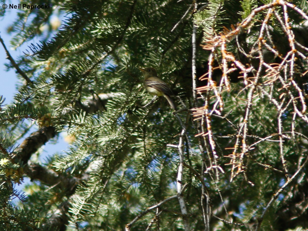 vestempid (occidentalis/hellmayri) (cordilleraempid) - ML60248191