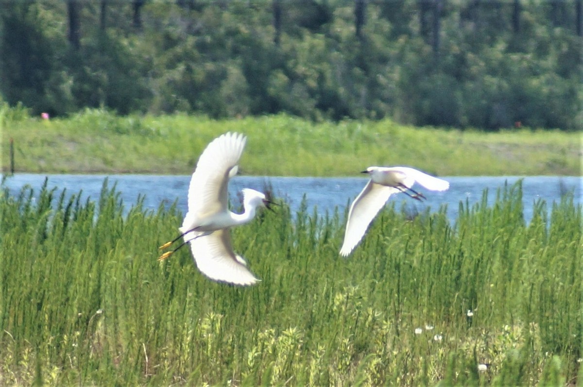 Snowy Egret - Ronnie Hewlette