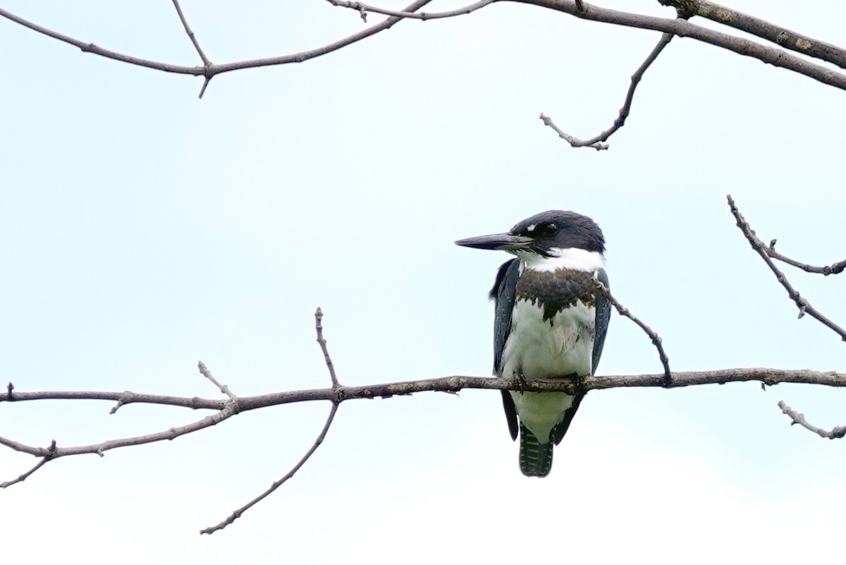 Belted Kingfisher - ML602483311