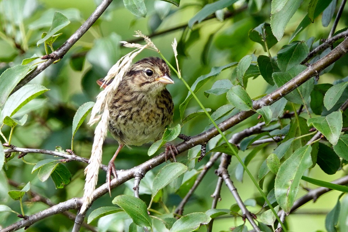 Song Sparrow - Louise Courtemanche 🦅