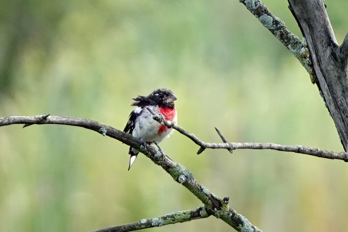 Cardinal à poitrine rose - ML602483881