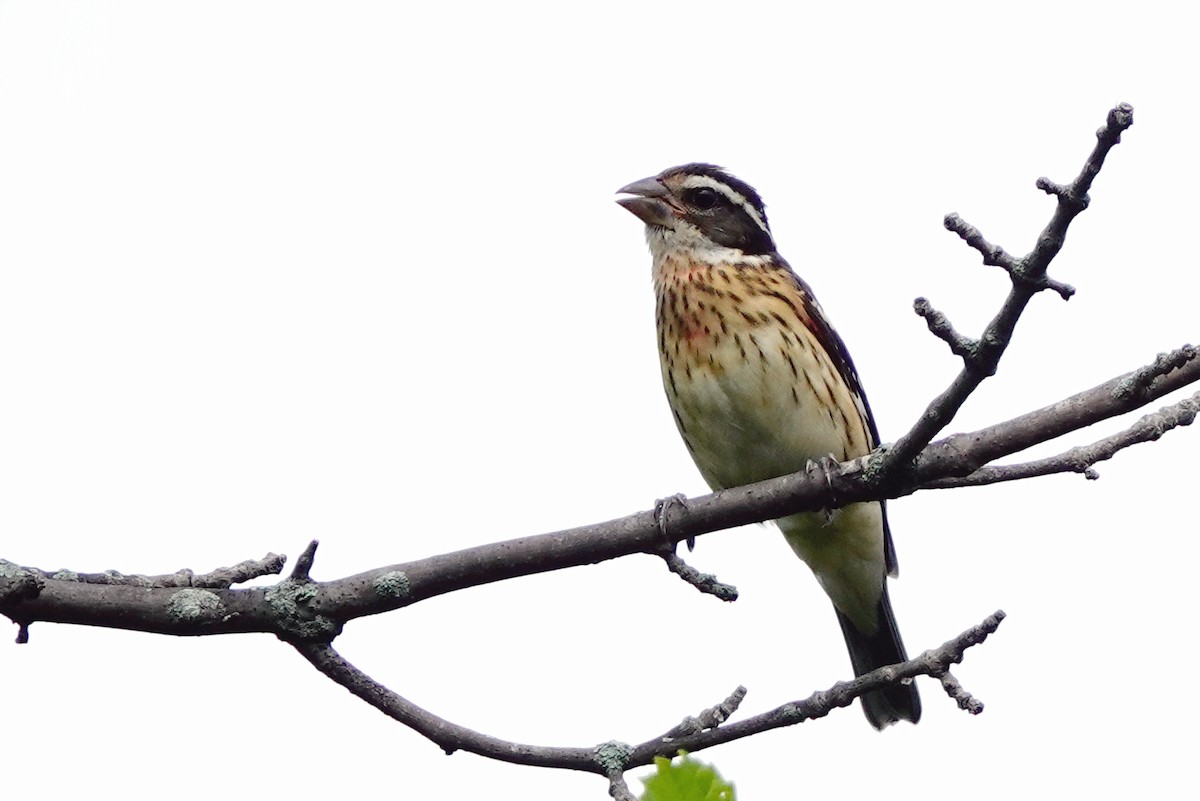 Rose-breasted Grosbeak - ML602483901