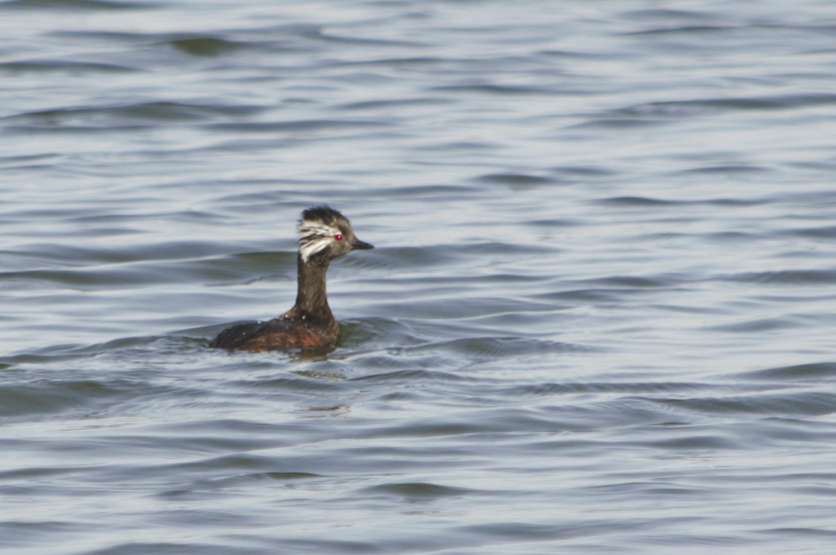 White-tufted Grebe - ML602484221