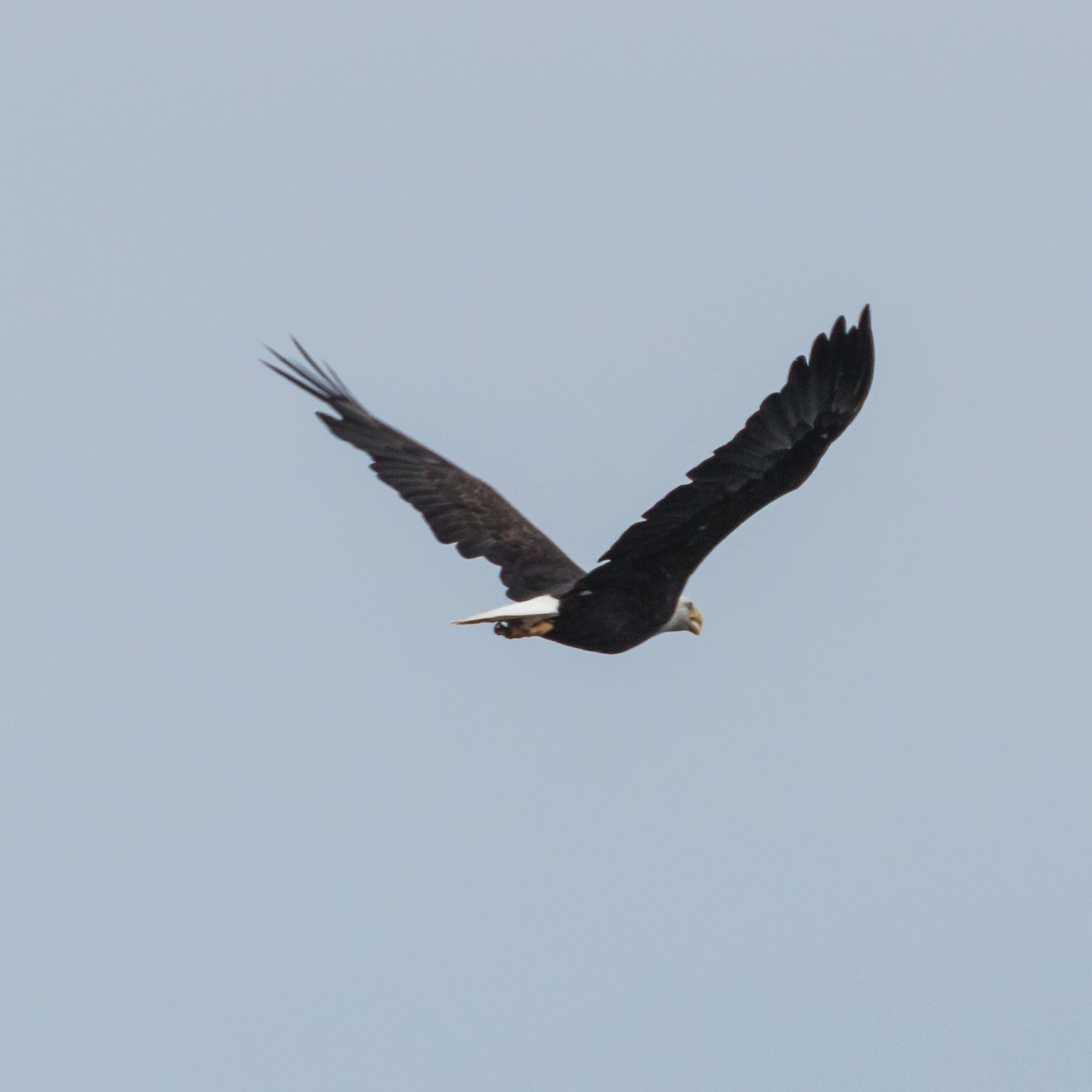 Bald Eagle - ML602484231