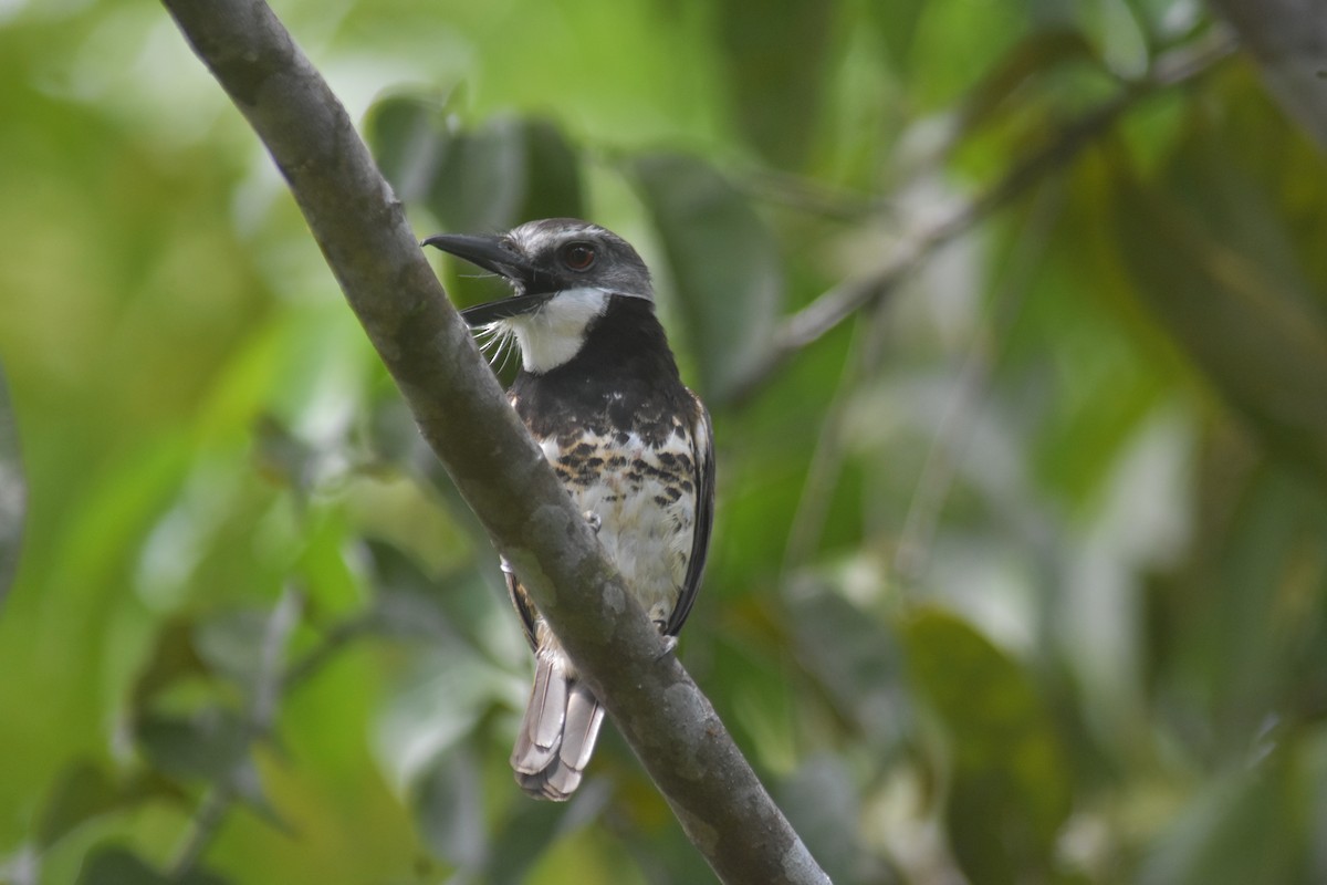 Sooty-capped Puffbird - ML602484261