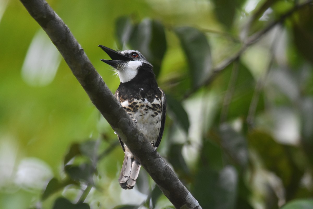 Sooty-capped Puffbird - ML602484271