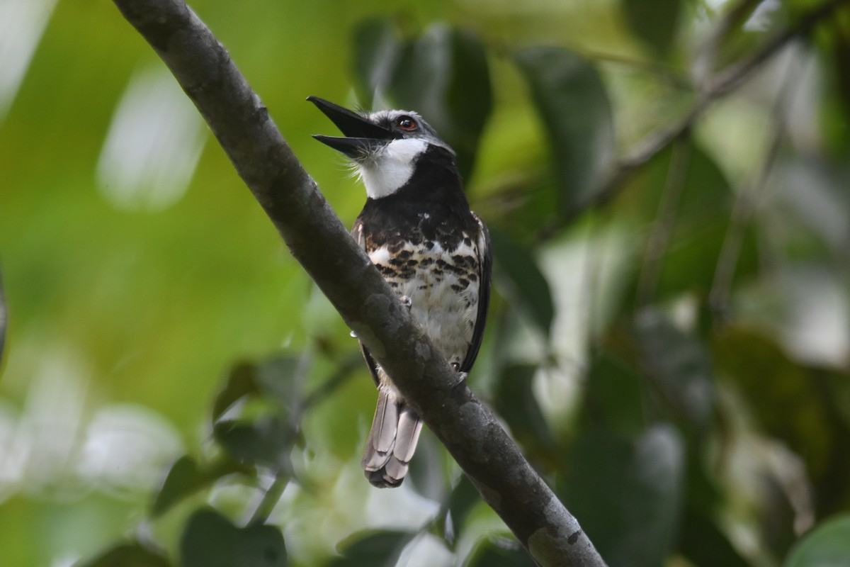 Sooty-capped Puffbird - ML602484281