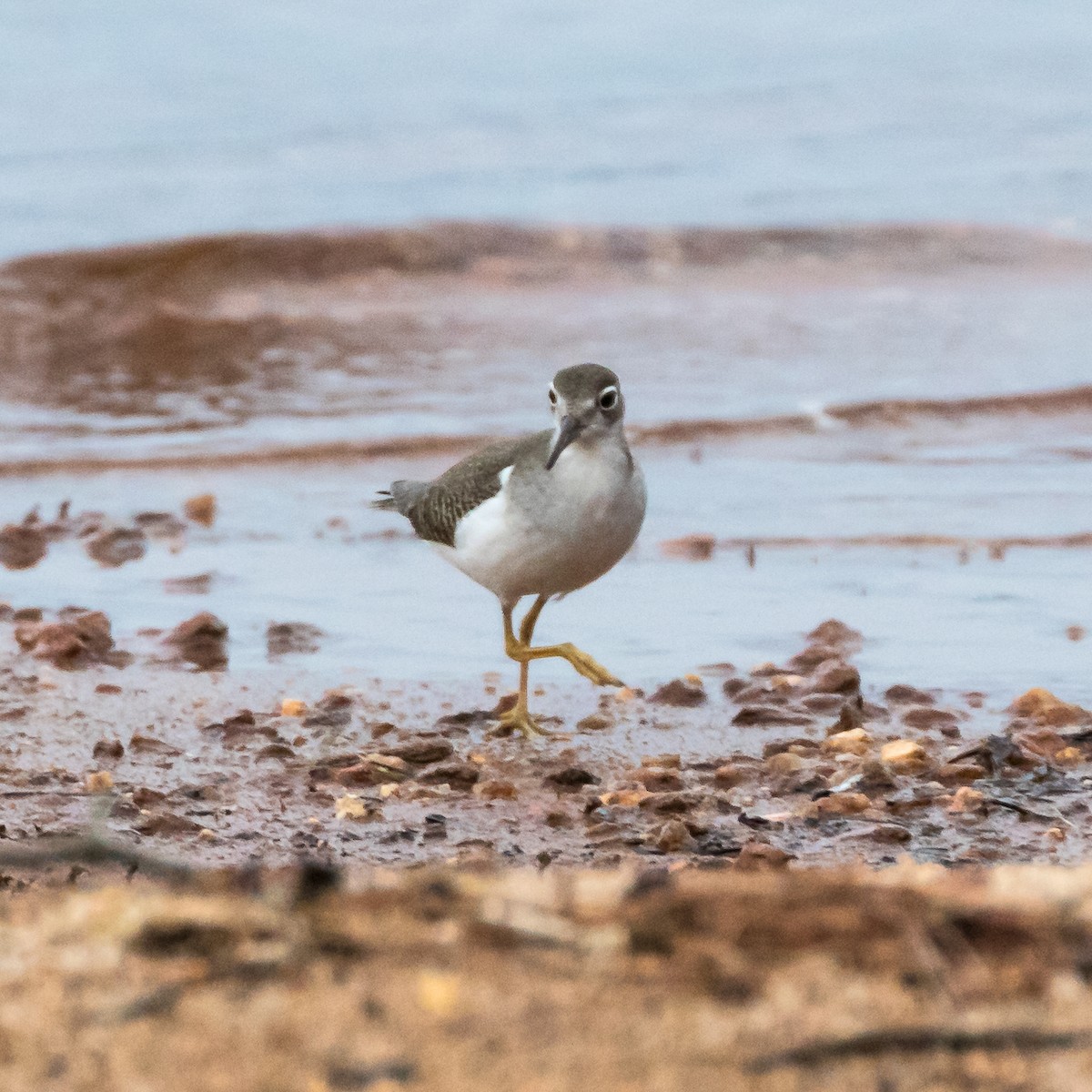 Spotted Sandpiper - ML602484371