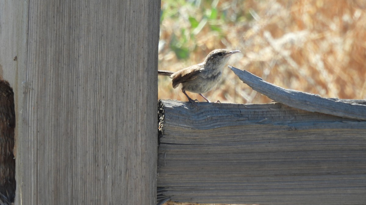 Bewick's Wren - Karen Evans