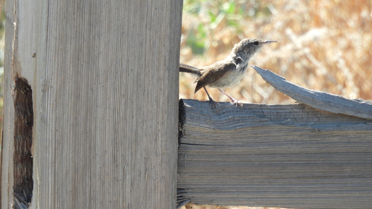 Bewick's Wren - ML602485061