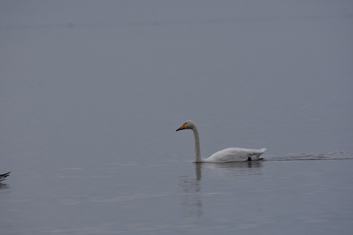 Cygne chanteur - ML602485411