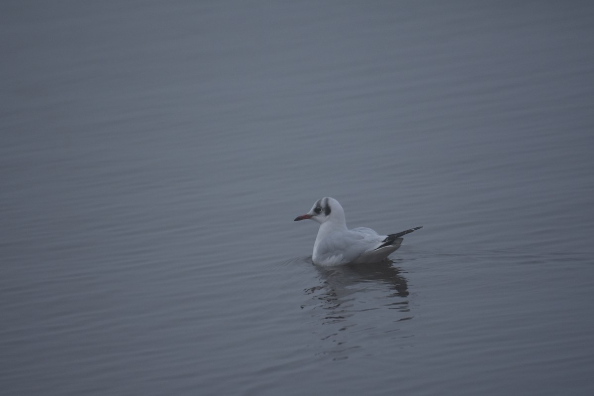 Black-headed Gull - ML602485481