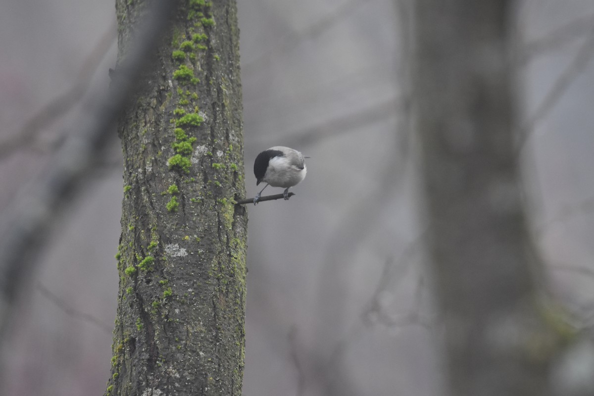 Marsh Tit - Maximilian Weinschenk