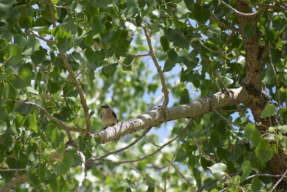 Northern Mockingbird - ML60248631