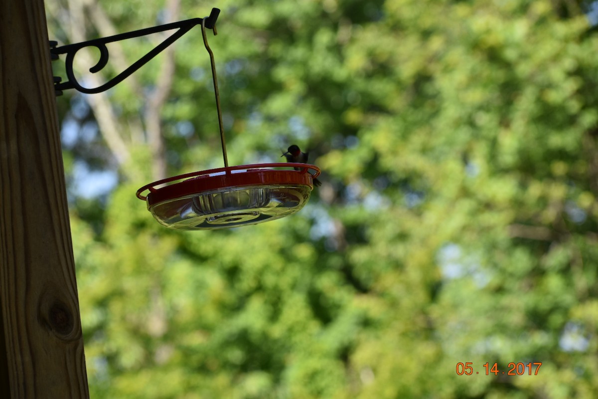 Рубиновогорлый колибри - ML60248731