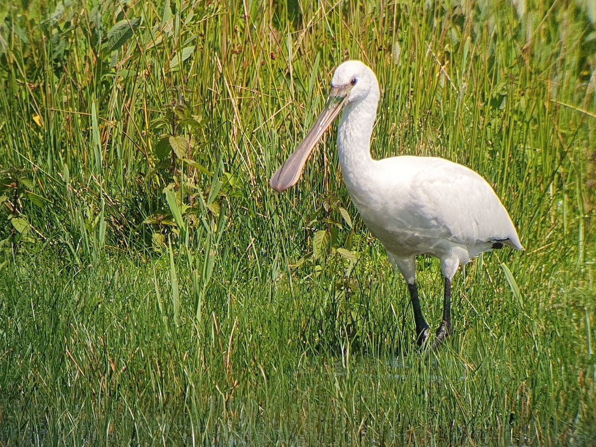 Eurasian Spoonbill - Samuel Simpson