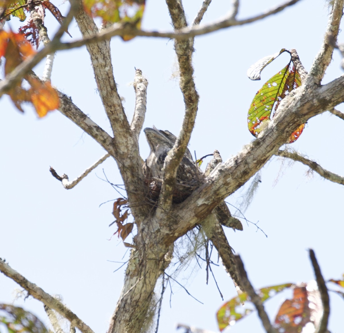 Papuan Frogmouth - ML602488031