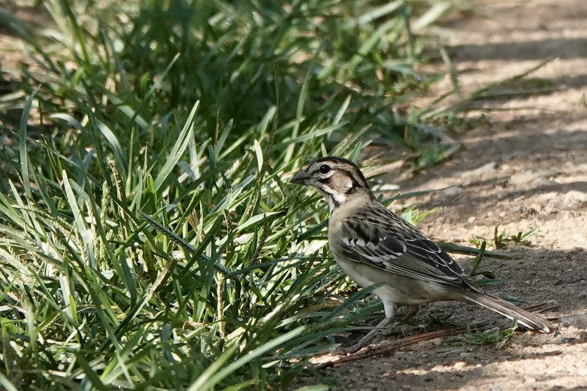 Lark Sparrow - ML602488581