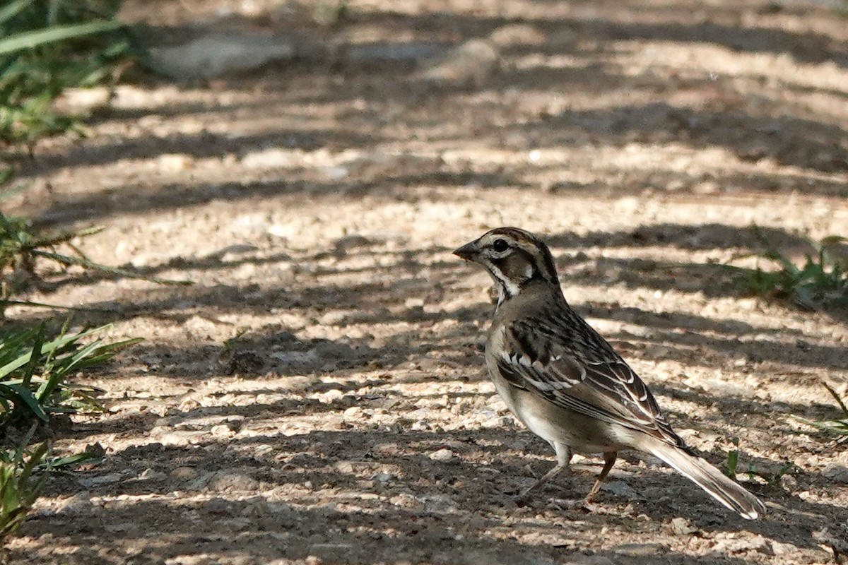 Lark Sparrow - ML602488591