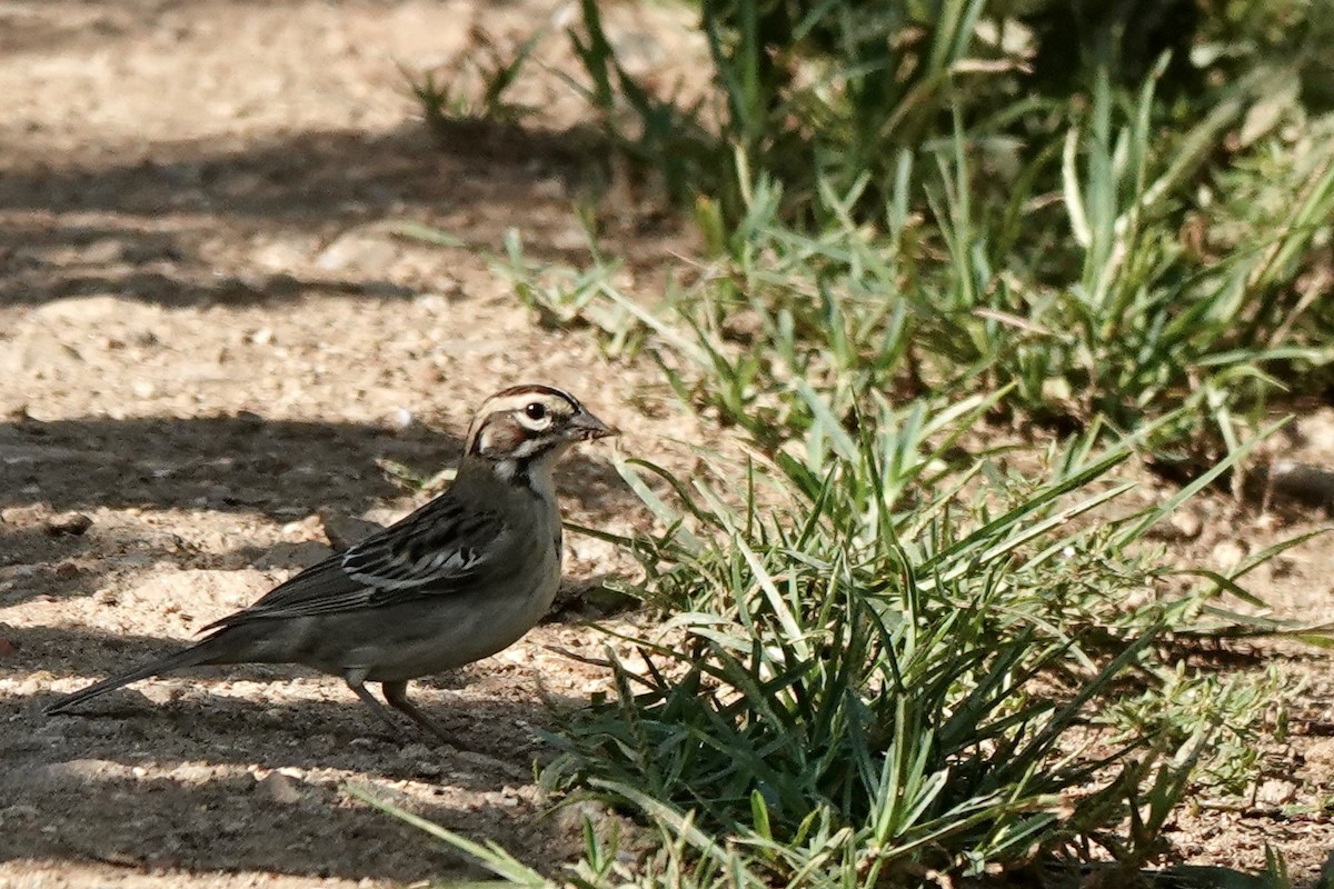 Lark Sparrow - ML602488601
