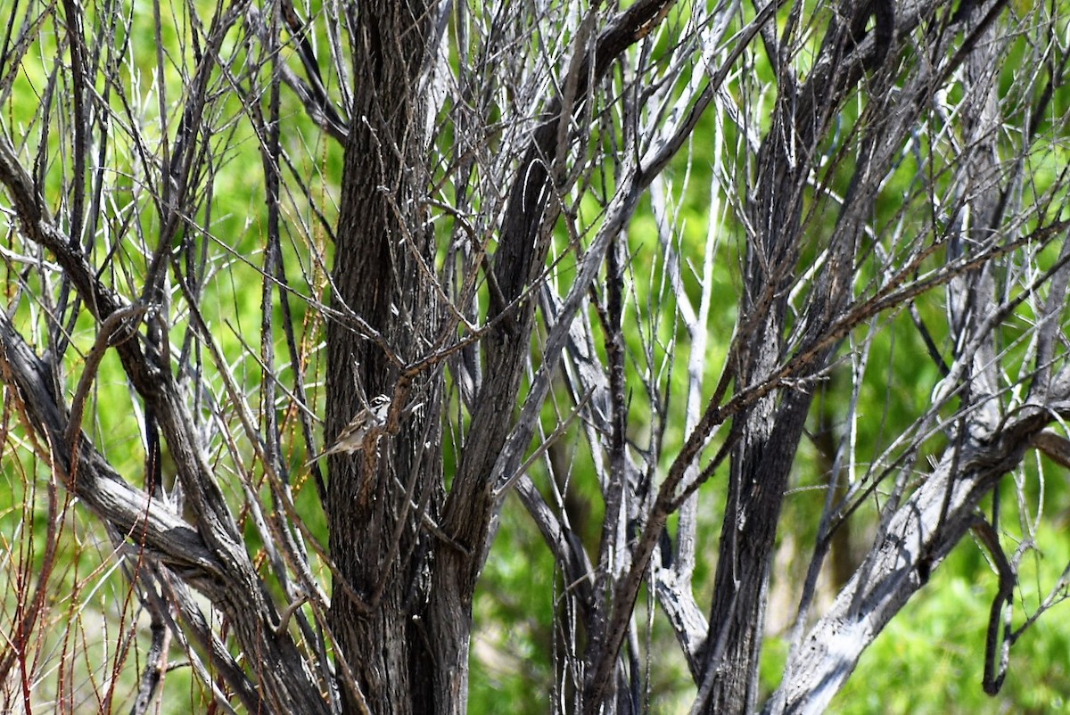 Lark Sparrow - ML60248861