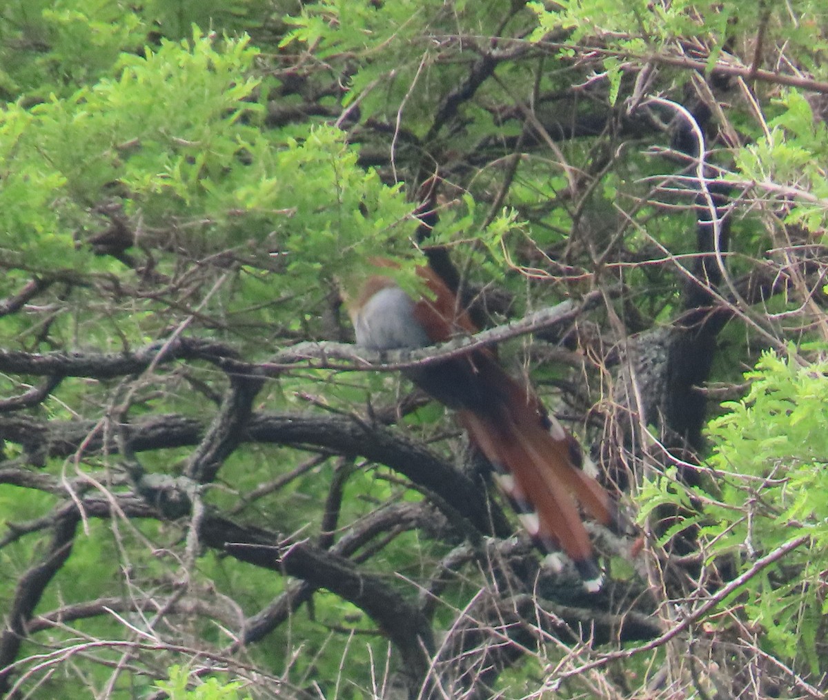 Squirrel Cuckoo - ML602489521