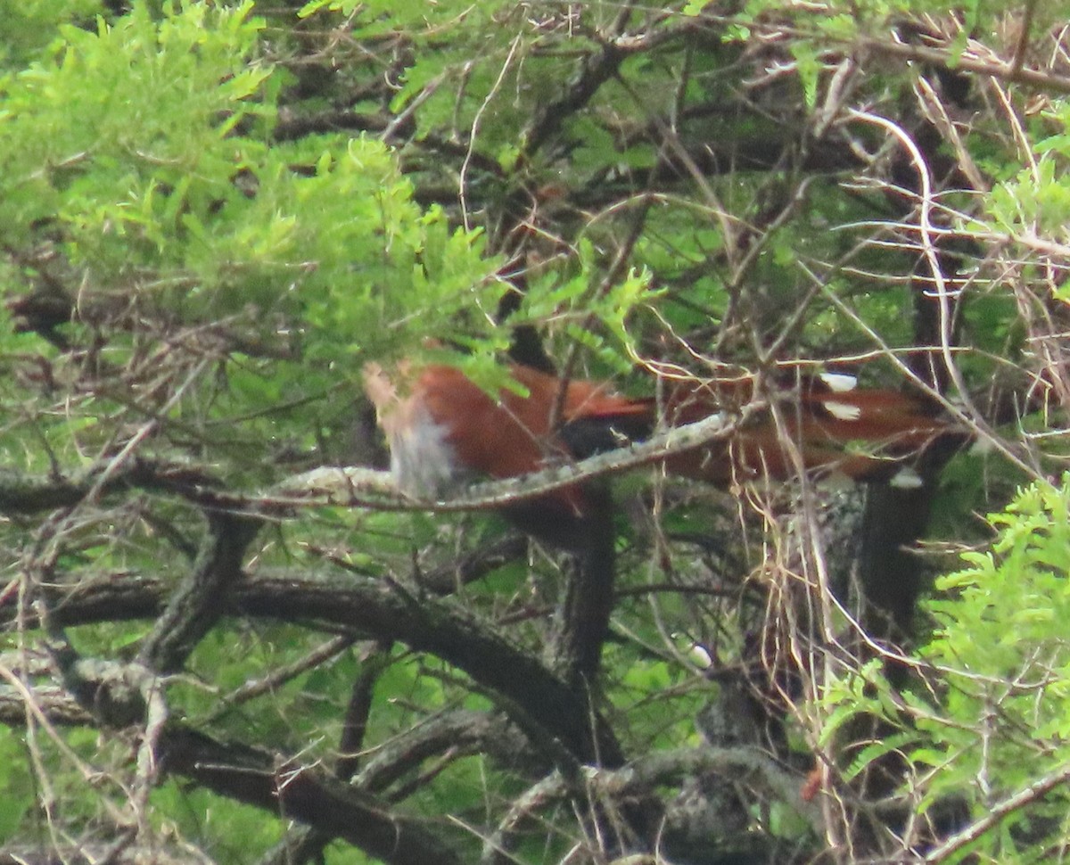 Squirrel Cuckoo - ML602489971