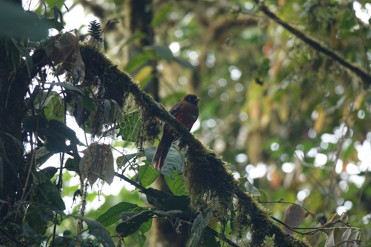 Masked Trogon - ML602490751